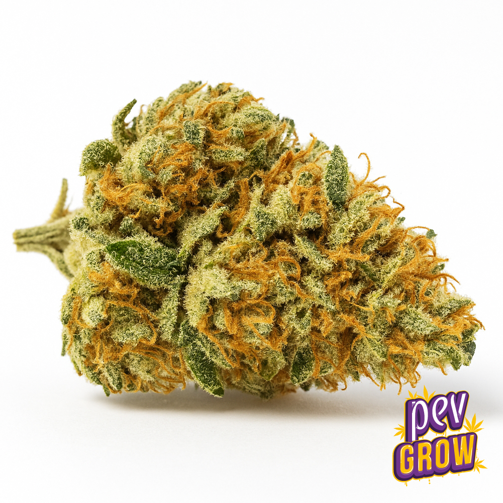 X Amnesia Spain Seeds
